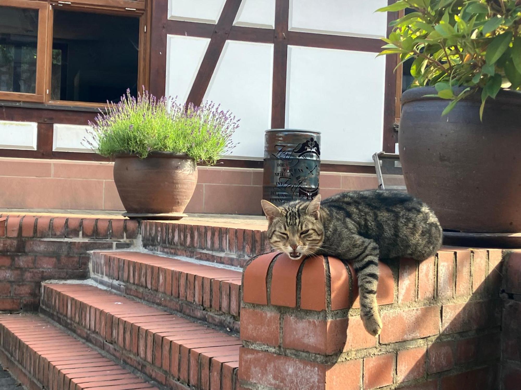 Hardtmuehle Momberg Daire Dış mekan fotoğraf